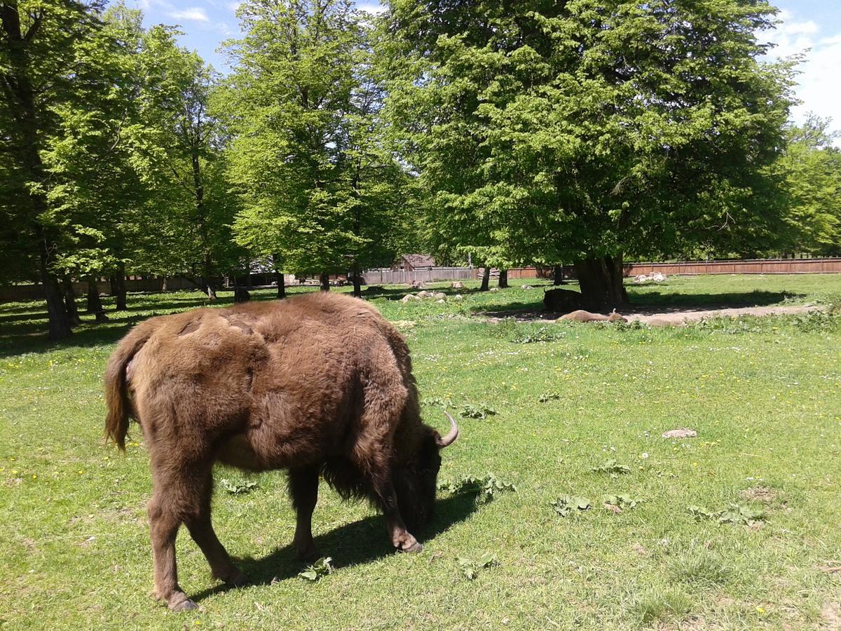 Cztery Pory Roku Bialowieza Exterior foto