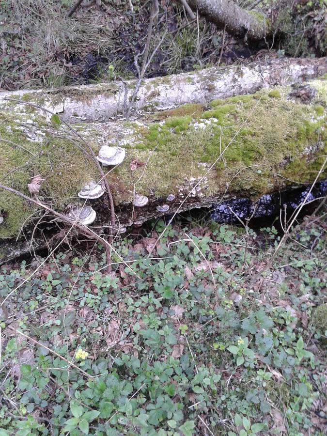 Cztery Pory Roku Bialowieza Exterior foto