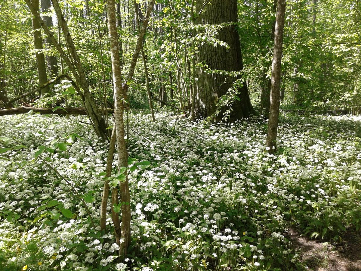 Cztery Pory Roku Bialowieza Exterior foto