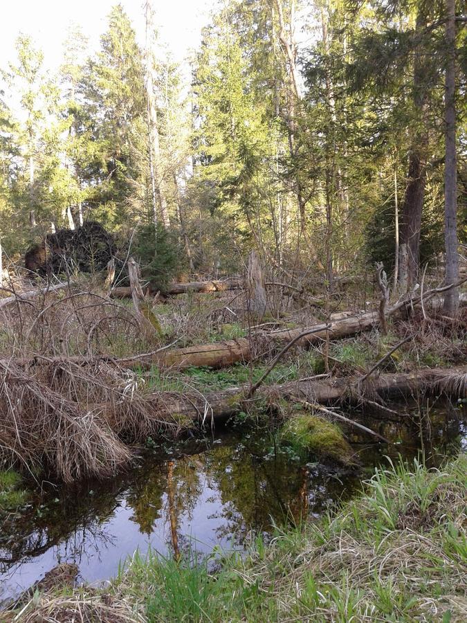 Cztery Pory Roku Bialowieza Exterior foto